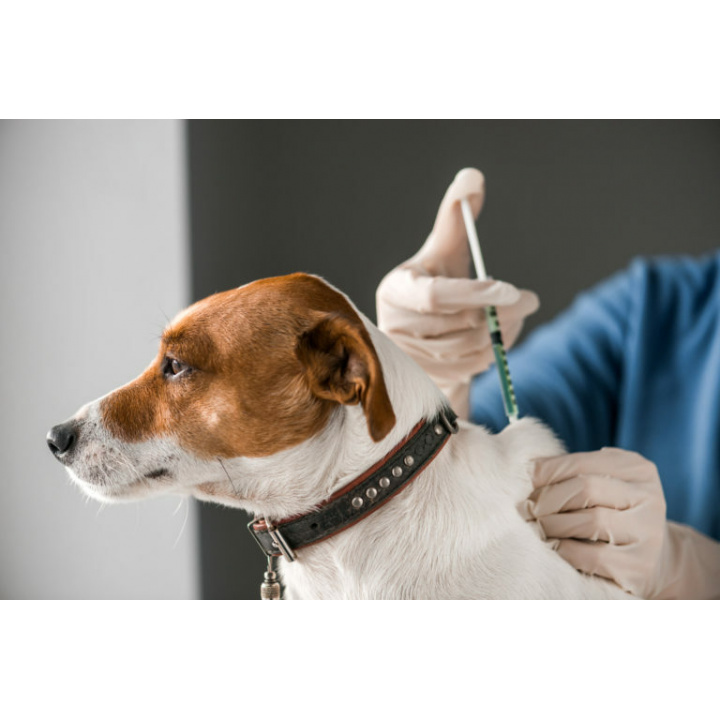 OZNAM - Očkovanie psov proti besnote